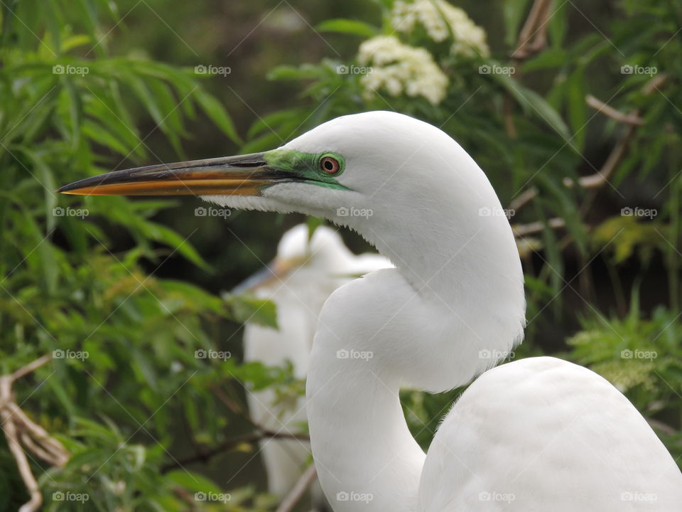 White Bird. A bird spotted in Florida 