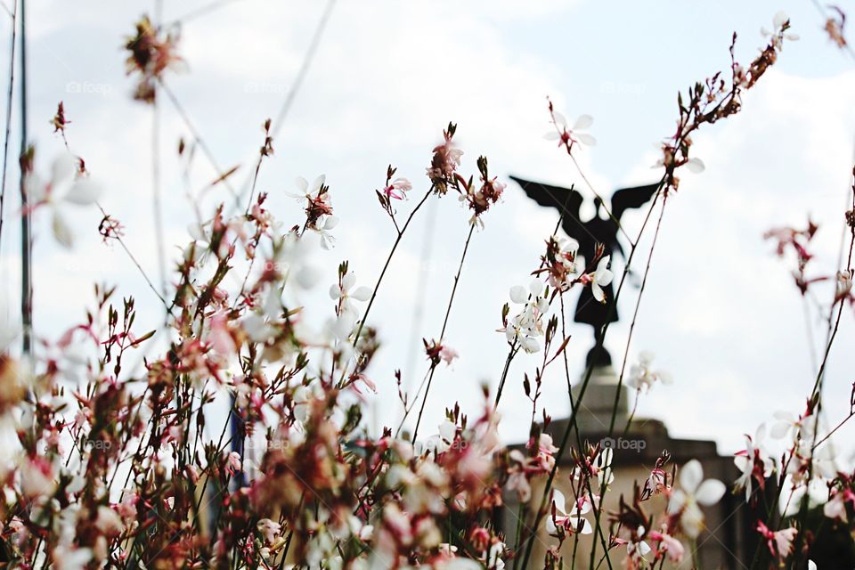 Nature, Flower, Summer, No Person, Flora