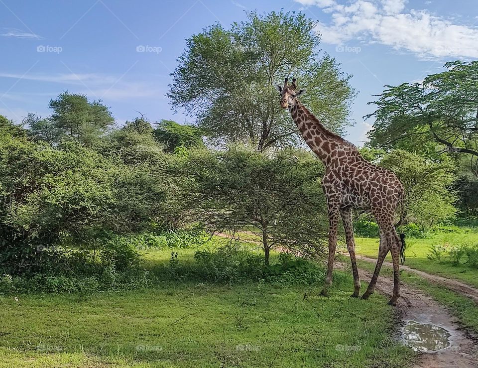 Giraffe eating acacia leaves