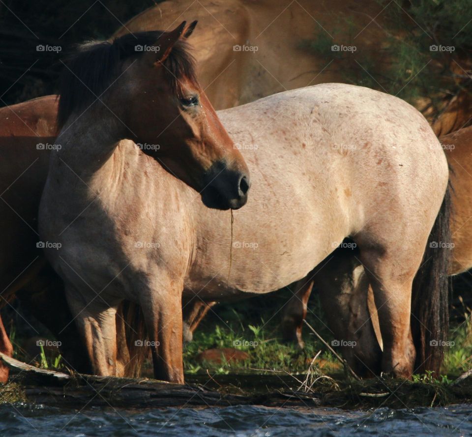 Wild Rian Horse Watching Sunrise