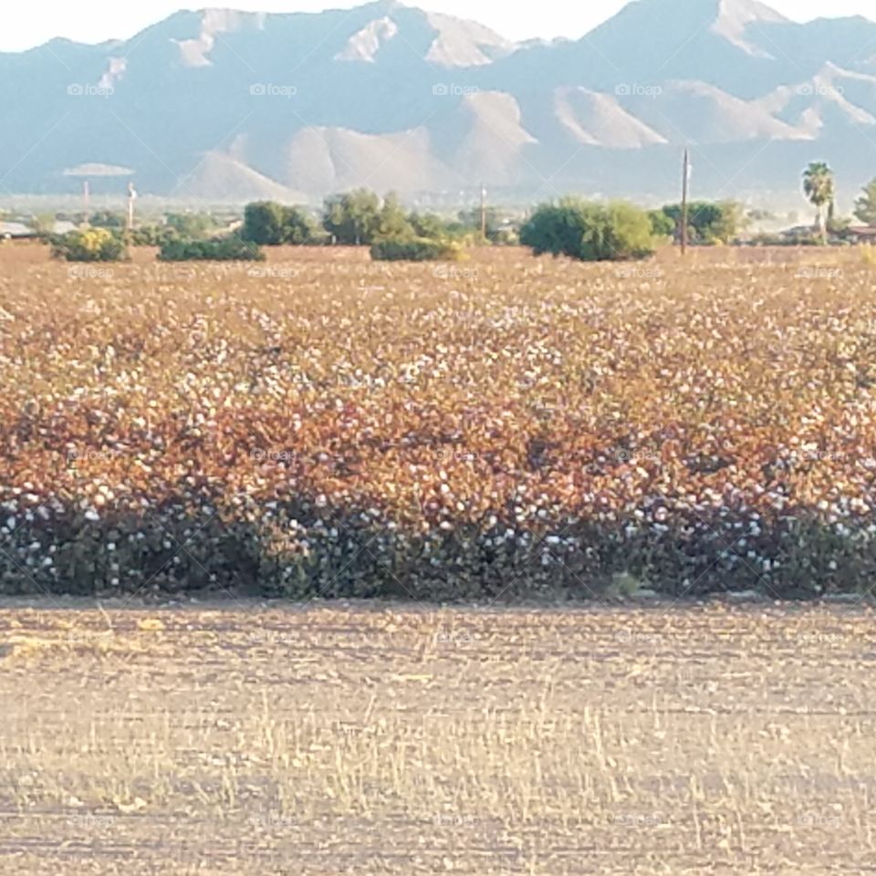 Nature, Agriculture, Field, Soil, Water