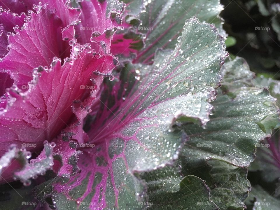 cabbage with droplet