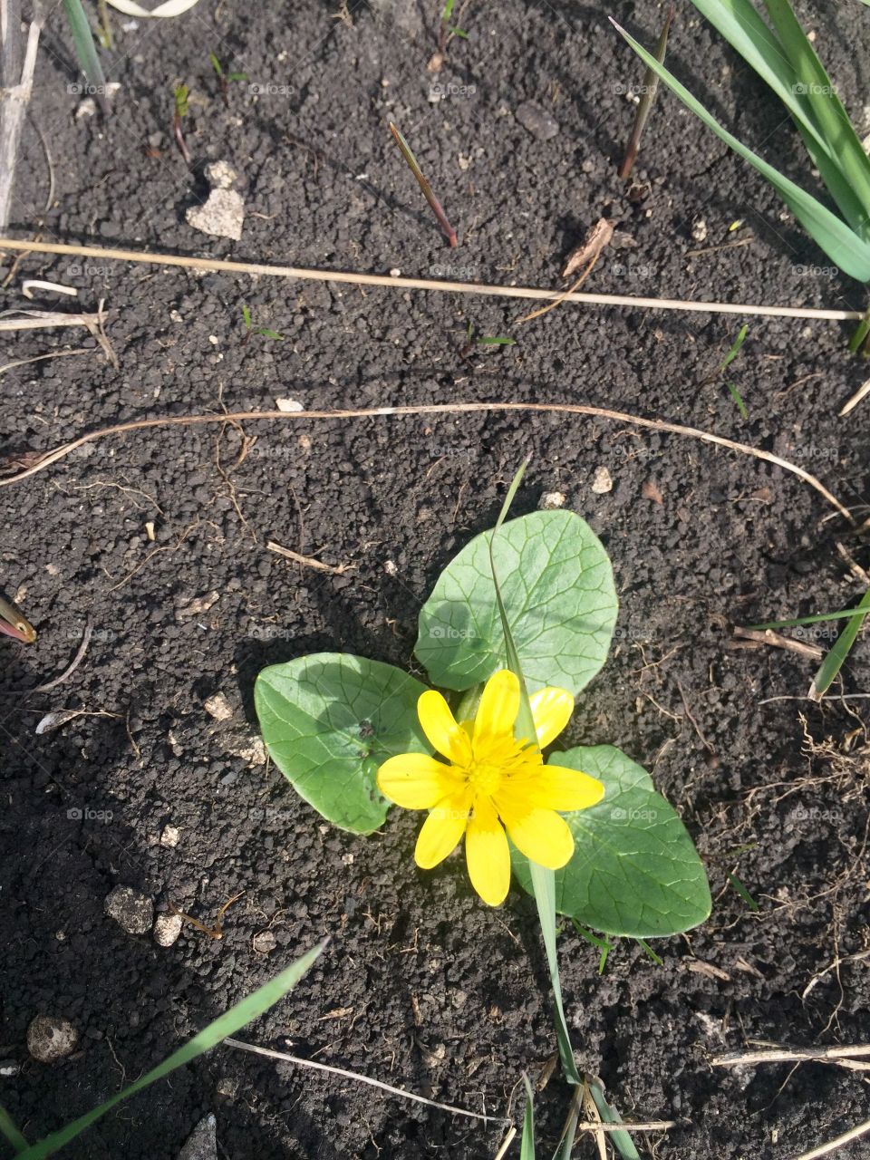 Yellow flower in the ground