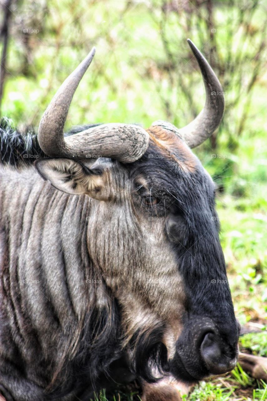 blue wildebeest