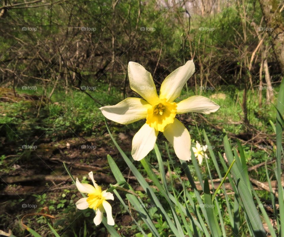 Daffodils growing in a garden.