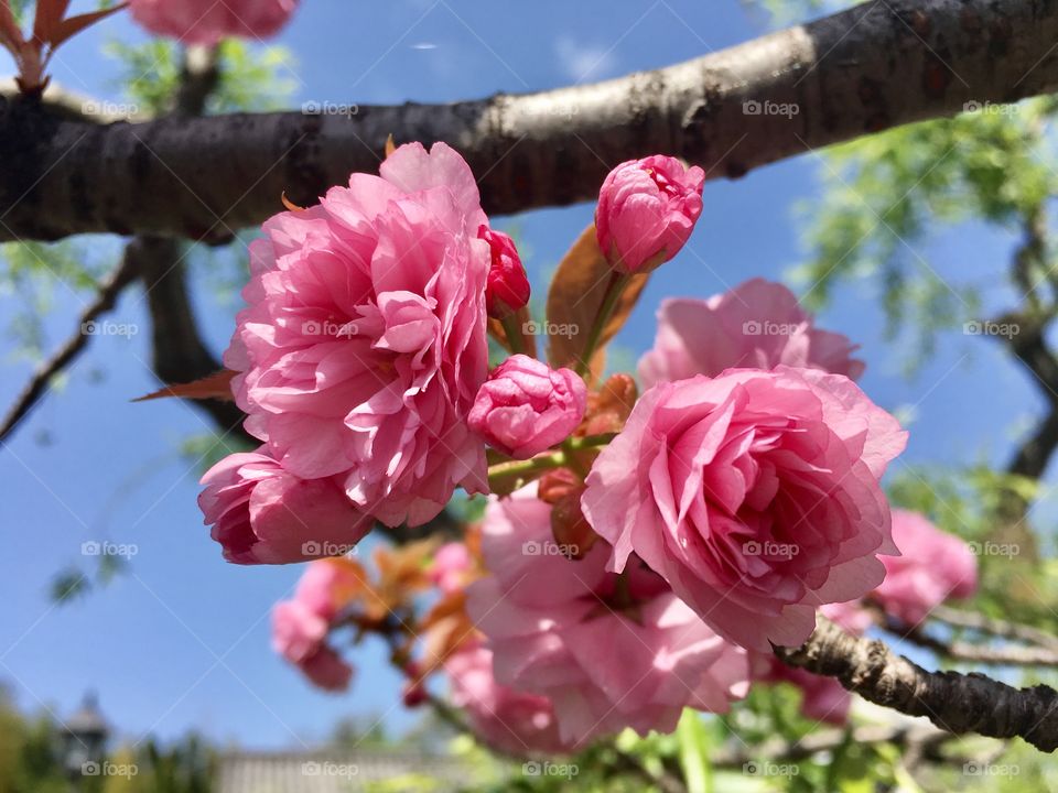 Sakura, Japan
