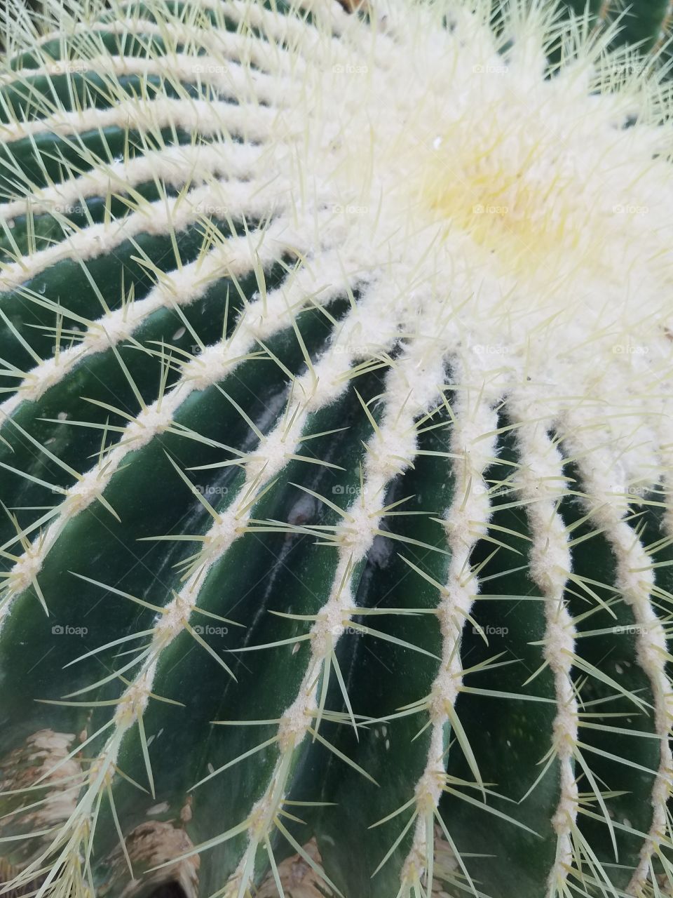 Cactus Close Up