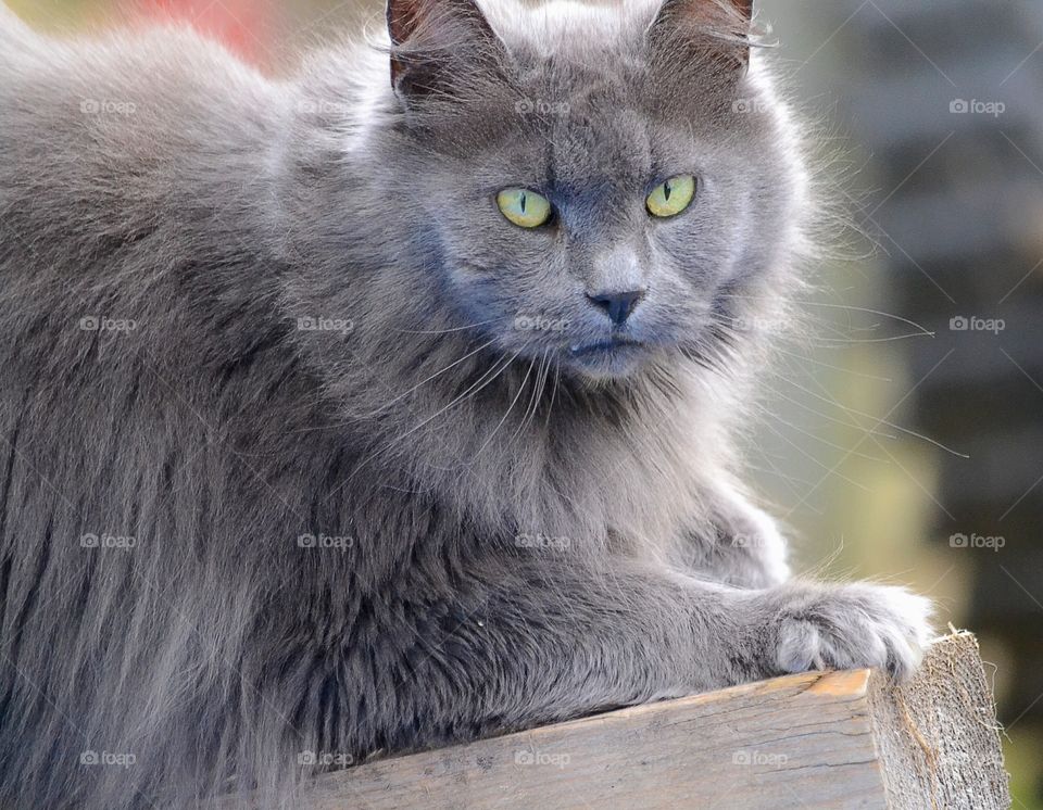 Cat sitting on wood