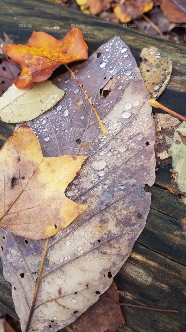rain on fallen leaf