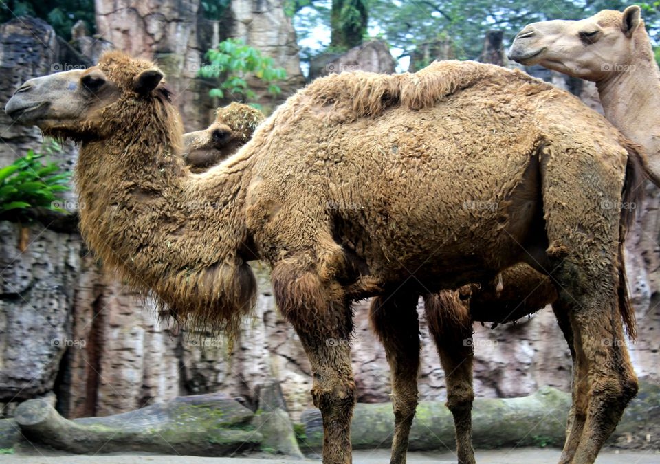 Camel on Camel