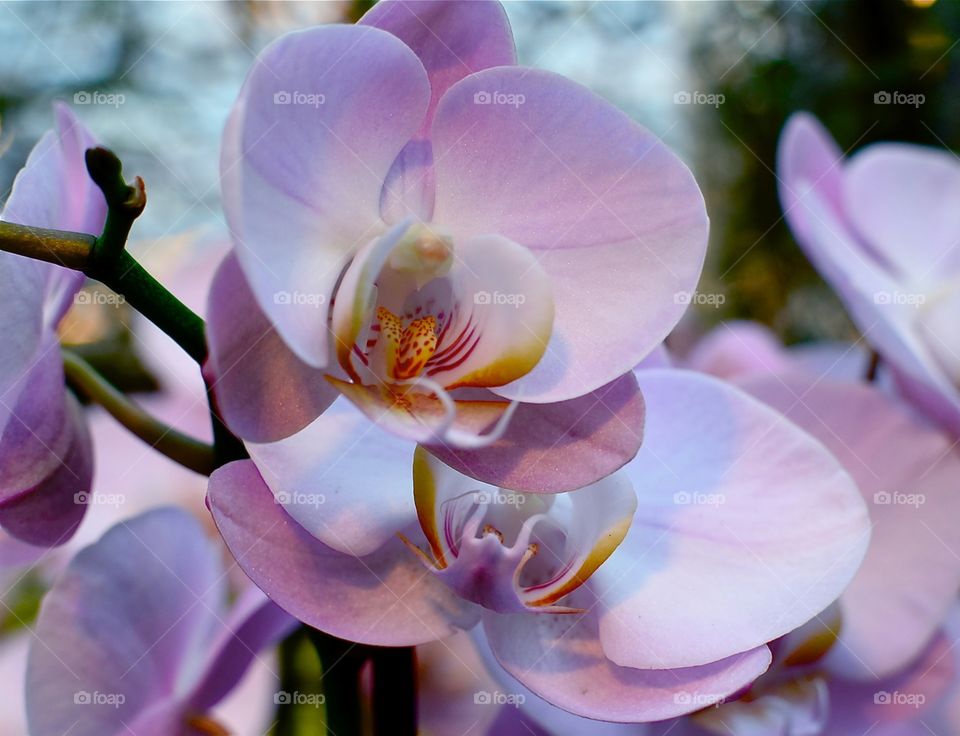 Orkide. Orkidé