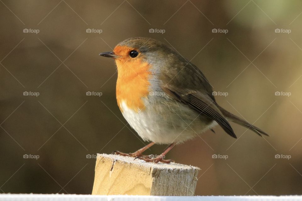 Robin