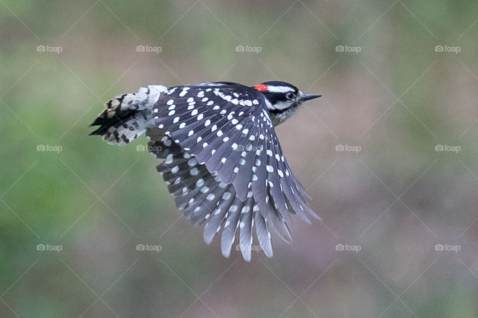 a stunning specimen of a Woodpecker frying past me showing off its agility