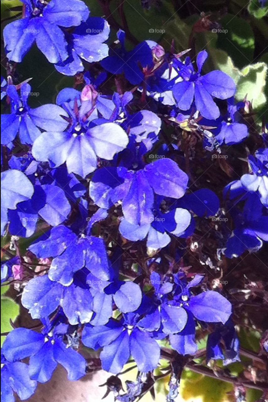 Plant , blue, green