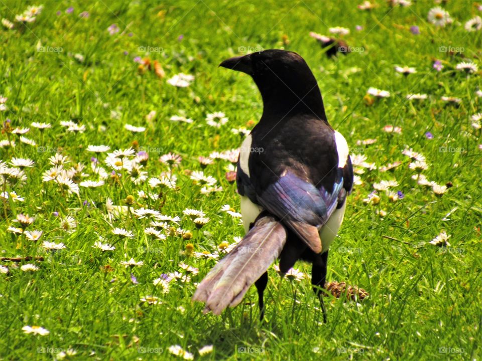 Magpie