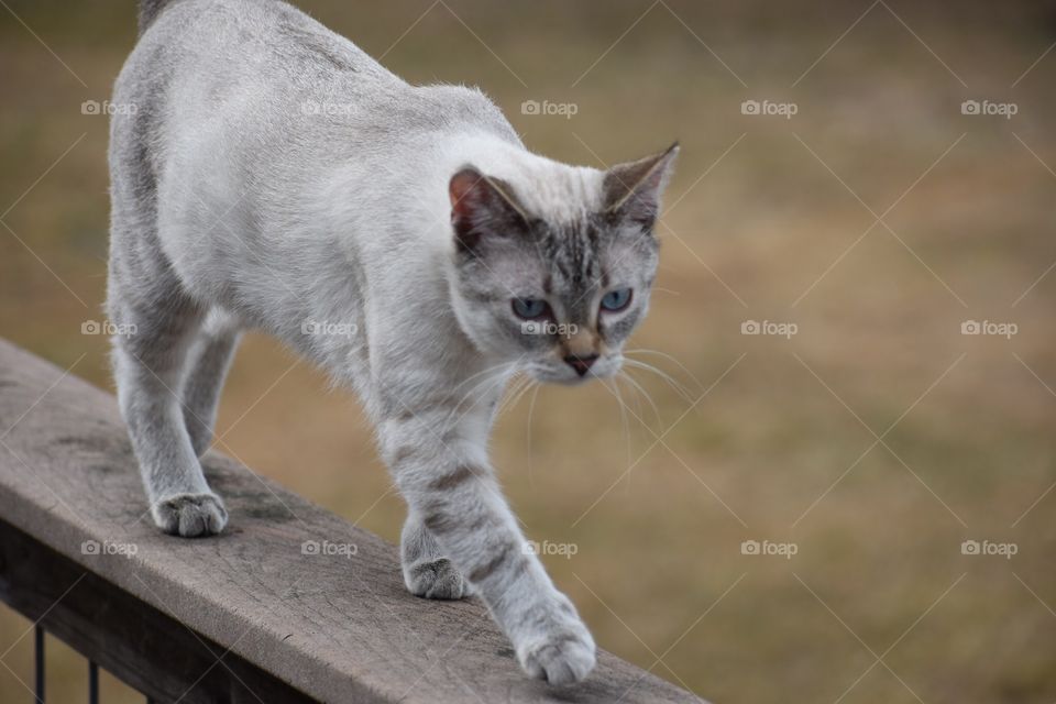 Pretty Siamese kitty walking on rail