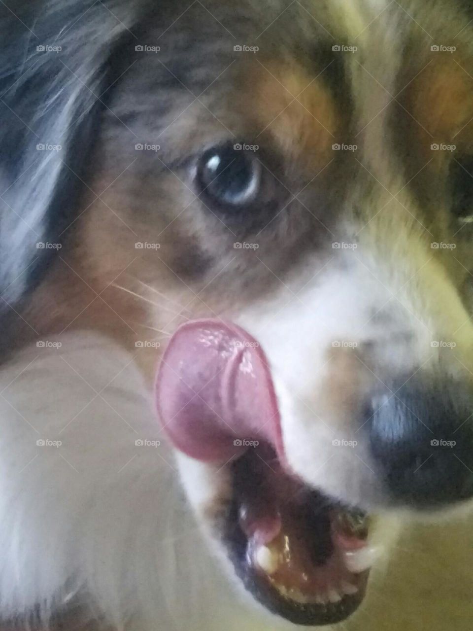 A cute Australian Shepard licking his chops
