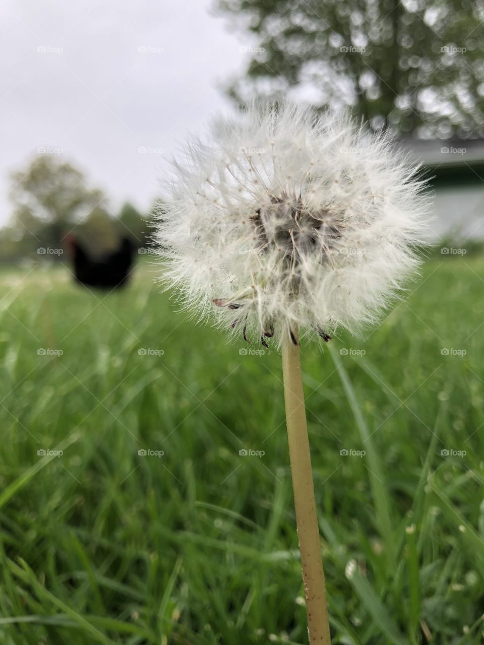 Make a wish (dandelion and chicken)