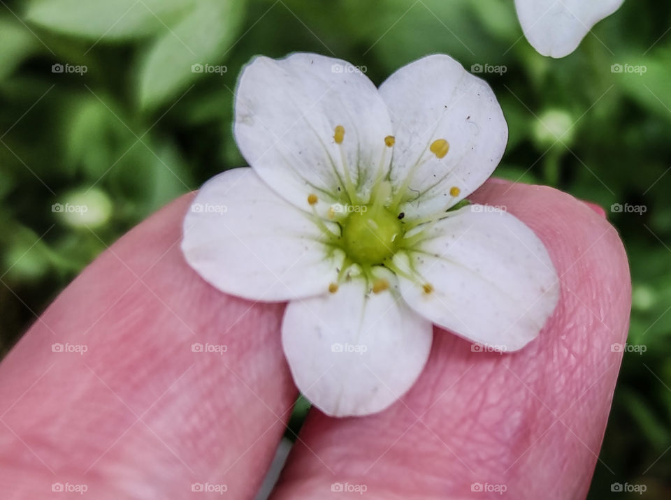 A look inside a flower