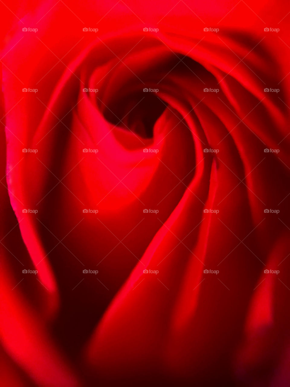 Red Rose Close-up