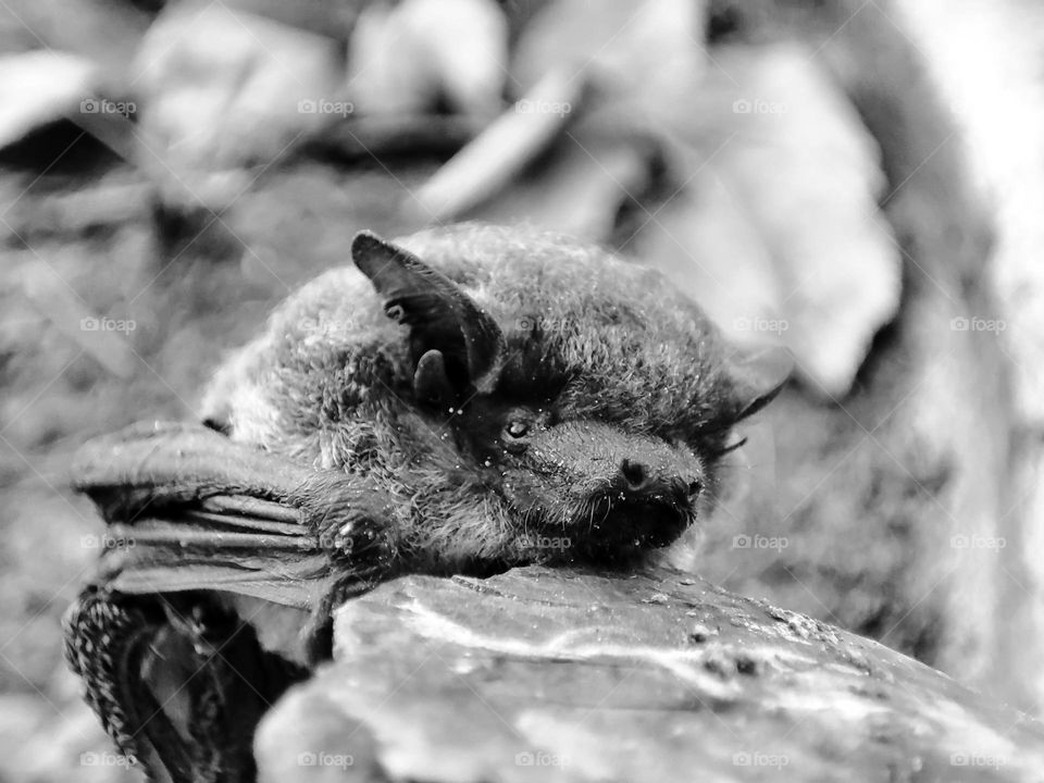 Nathusius's pipistrelle, Animal