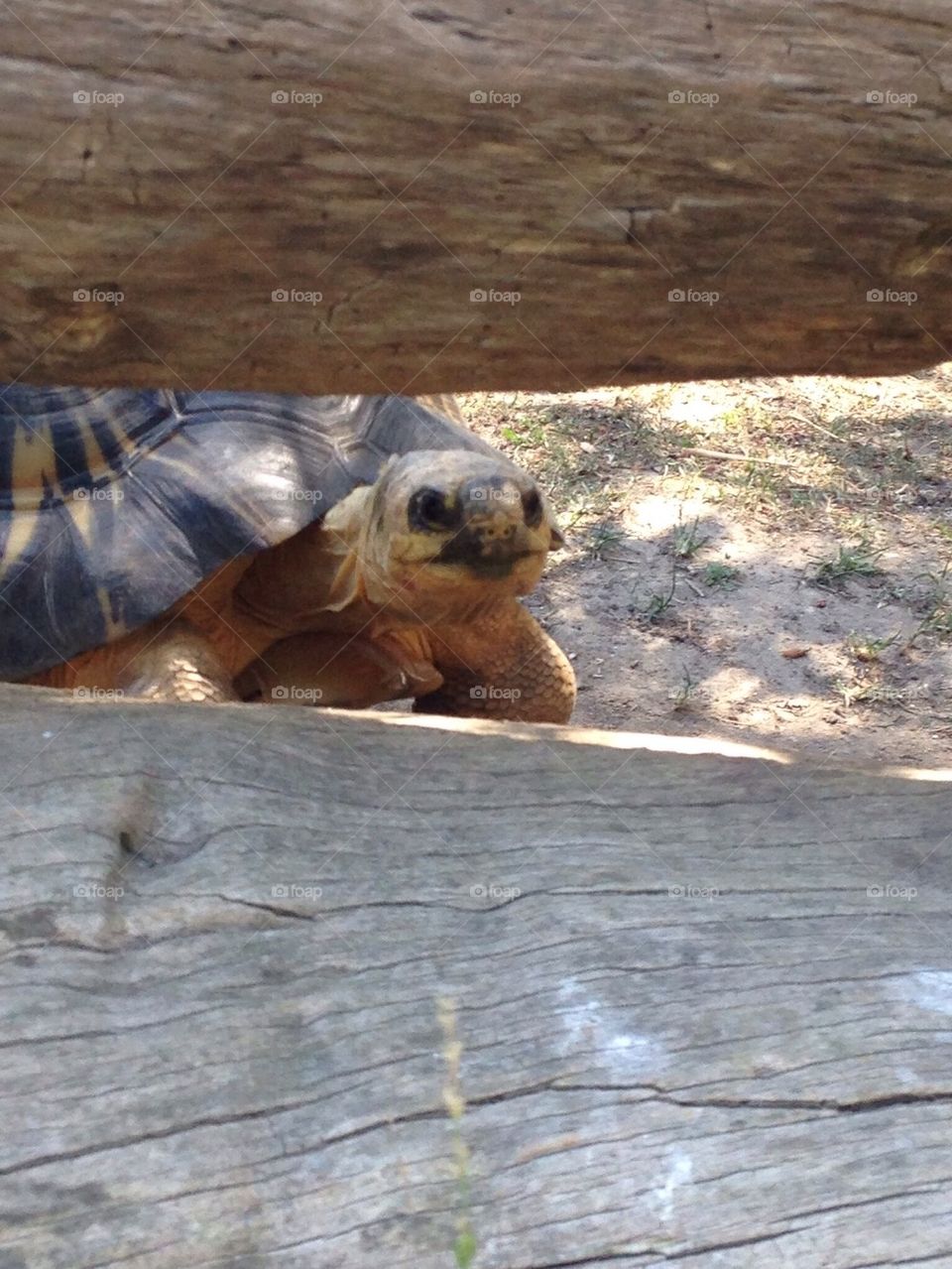 Tortoise saying hello !