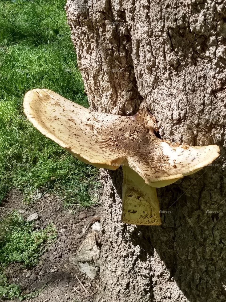 Mushroom growing on the side of the tree.