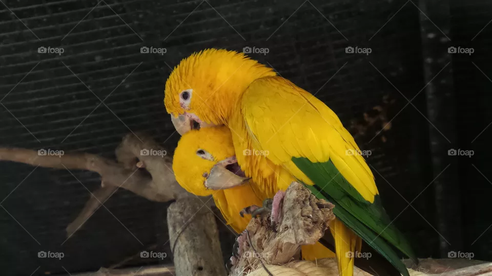 birds