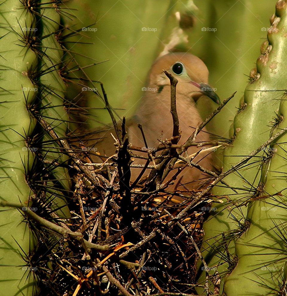 Dove in Nest in Cactus