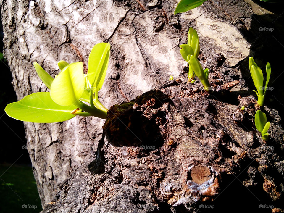 tree. young green tree seeding grow from the old stump