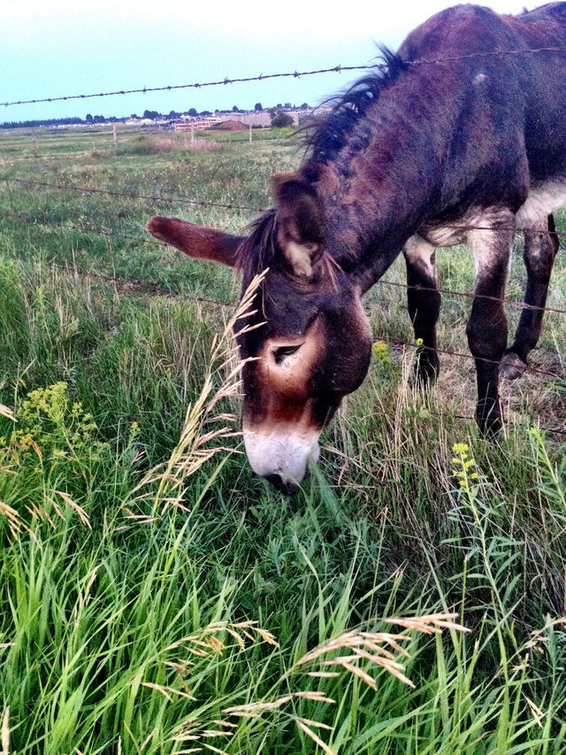 grass fence hungry eating by stykellee