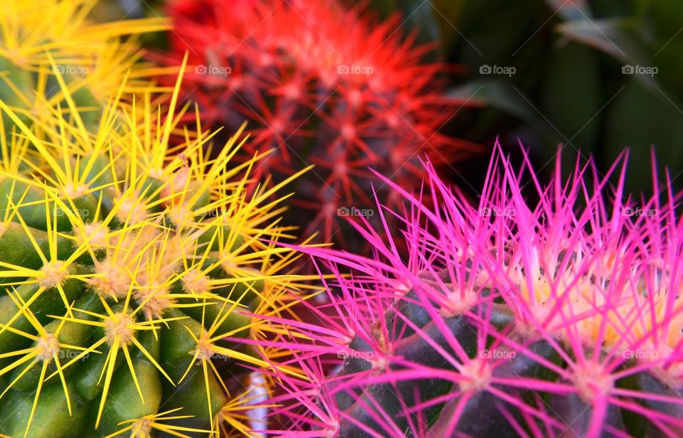 Comlementary Colors, plants