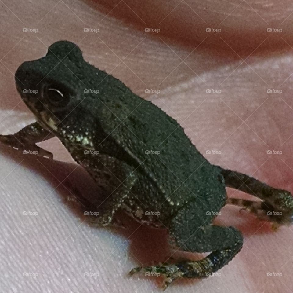 froglet