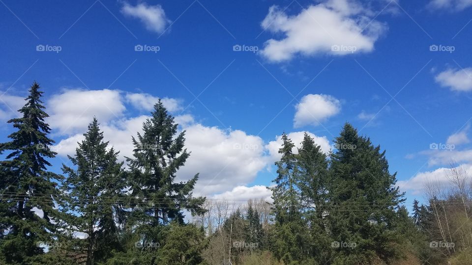 A picture of the skies, and the evergreens reaching into them above Bellevue, Washington, 2017. Somehow managed to take it on a bus.