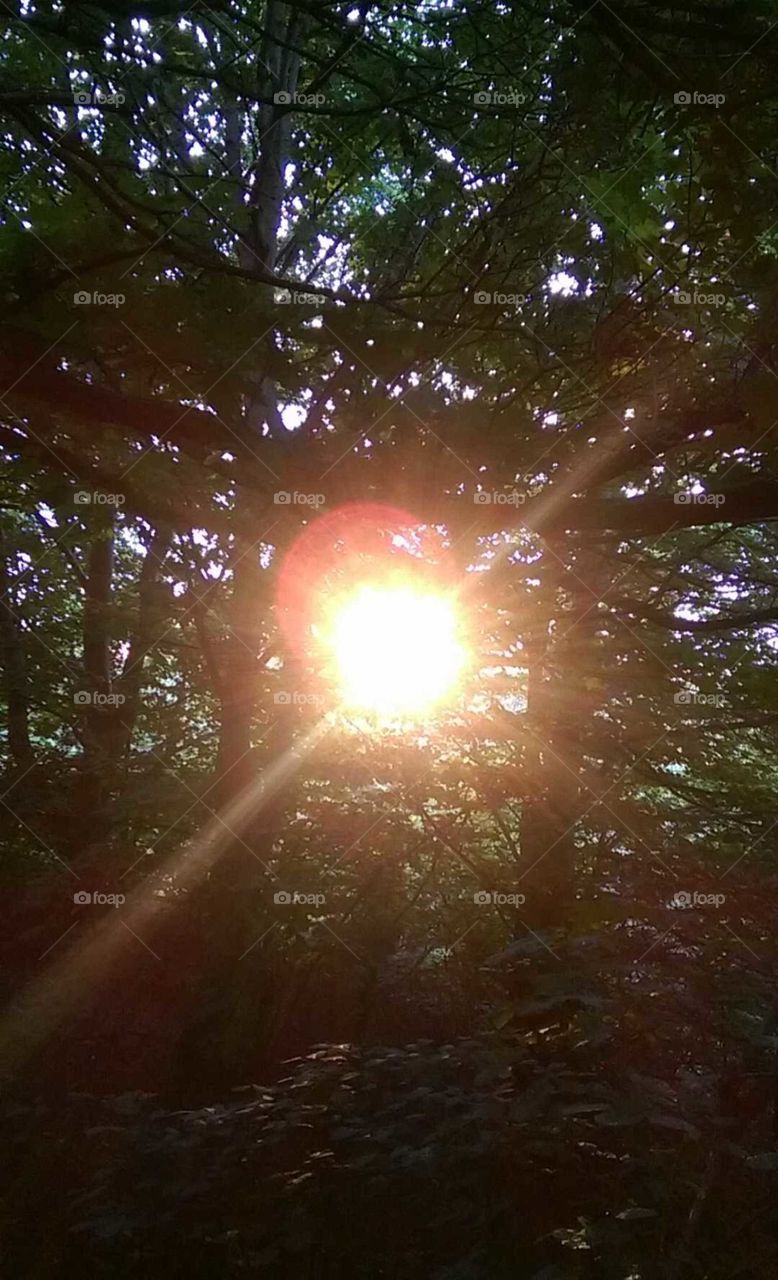 sun light bursting through the trees