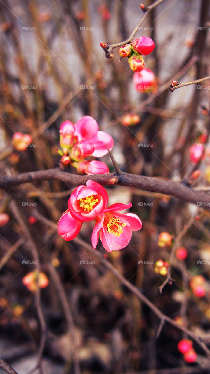 spring flower