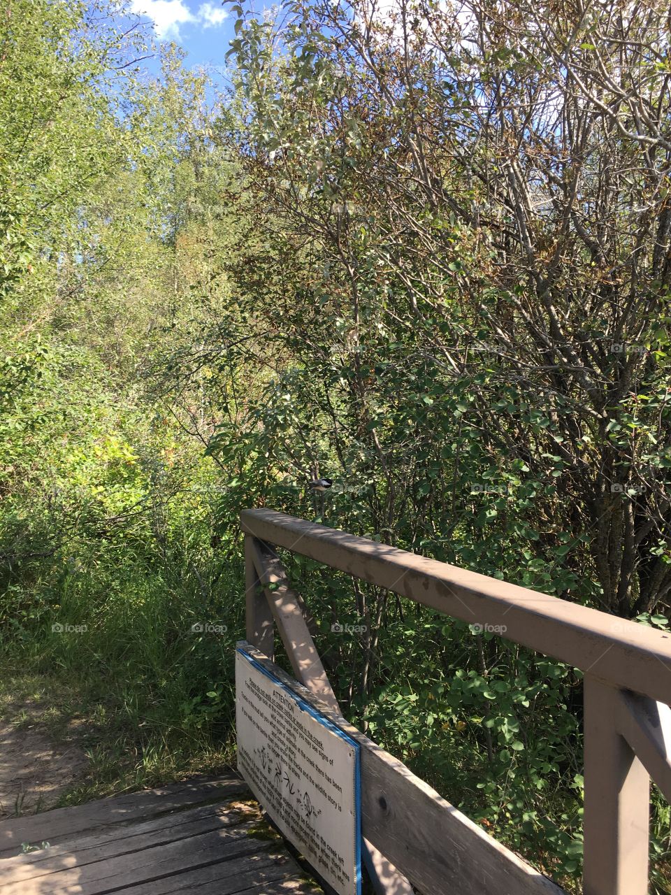 Wood, Nature, No Person, Tree, Leaf