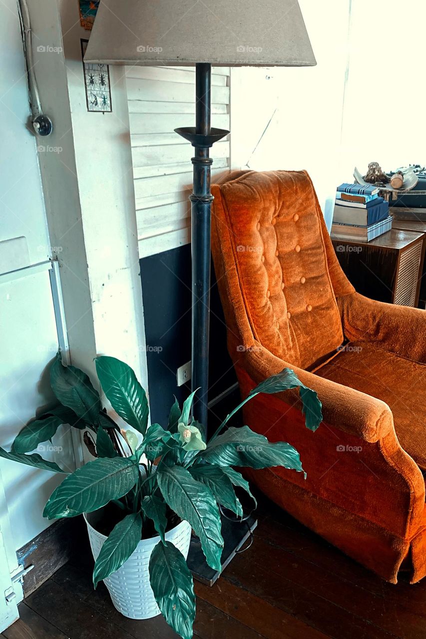 Plant beside the chair