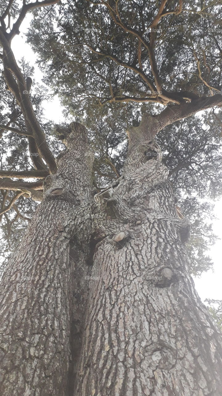 nature tree oak ancient tree