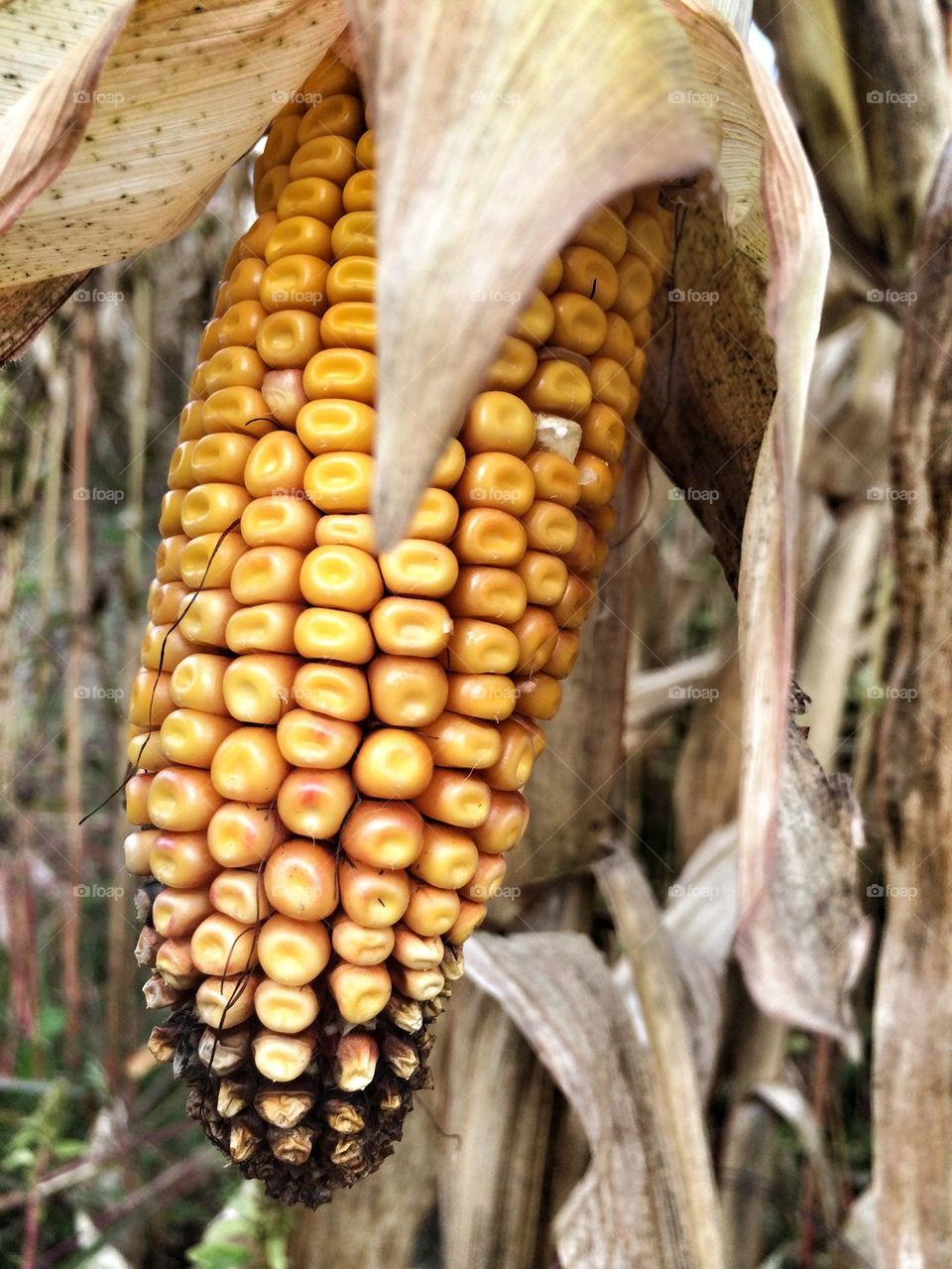 Close-up of corn growing on plant