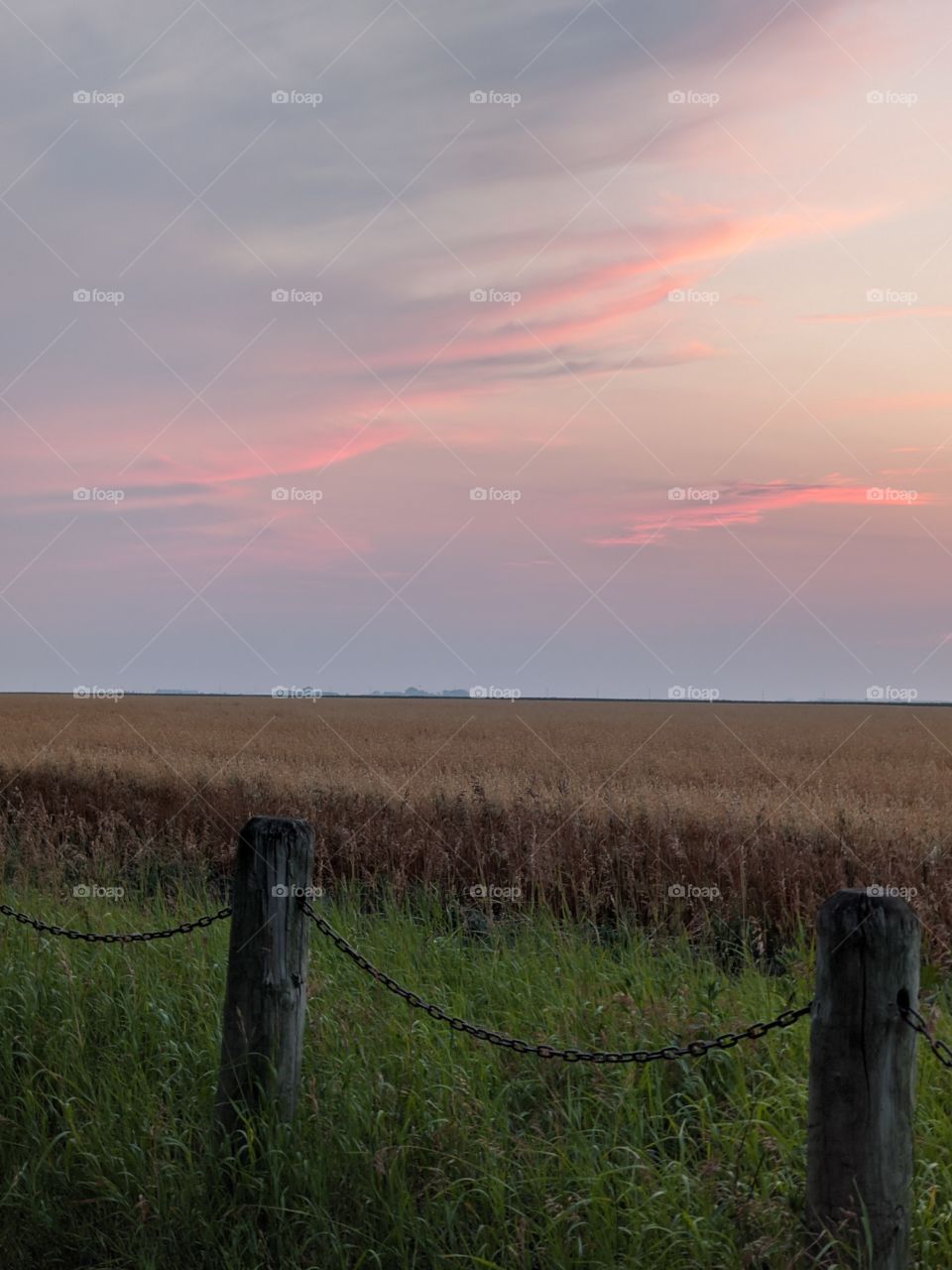 Sunset over a wheat field