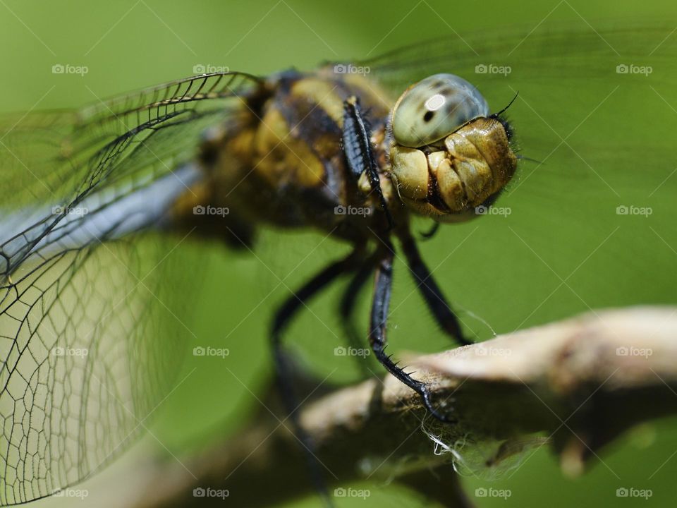 Dragonfly smiles at my camera 