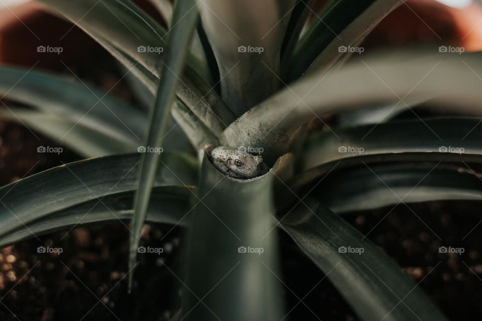 Camouflage frog