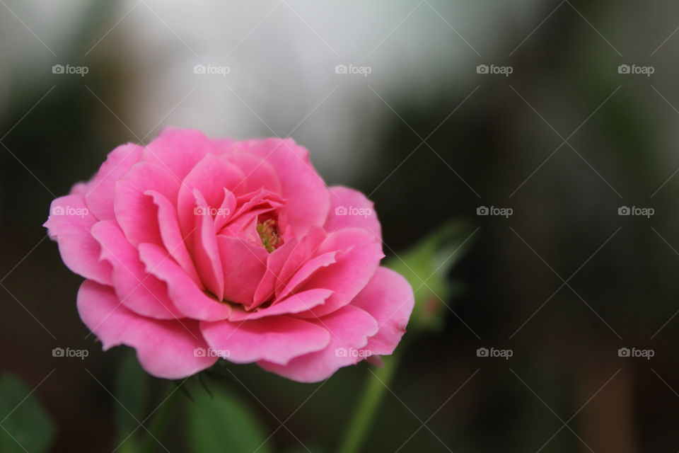 Pink rose