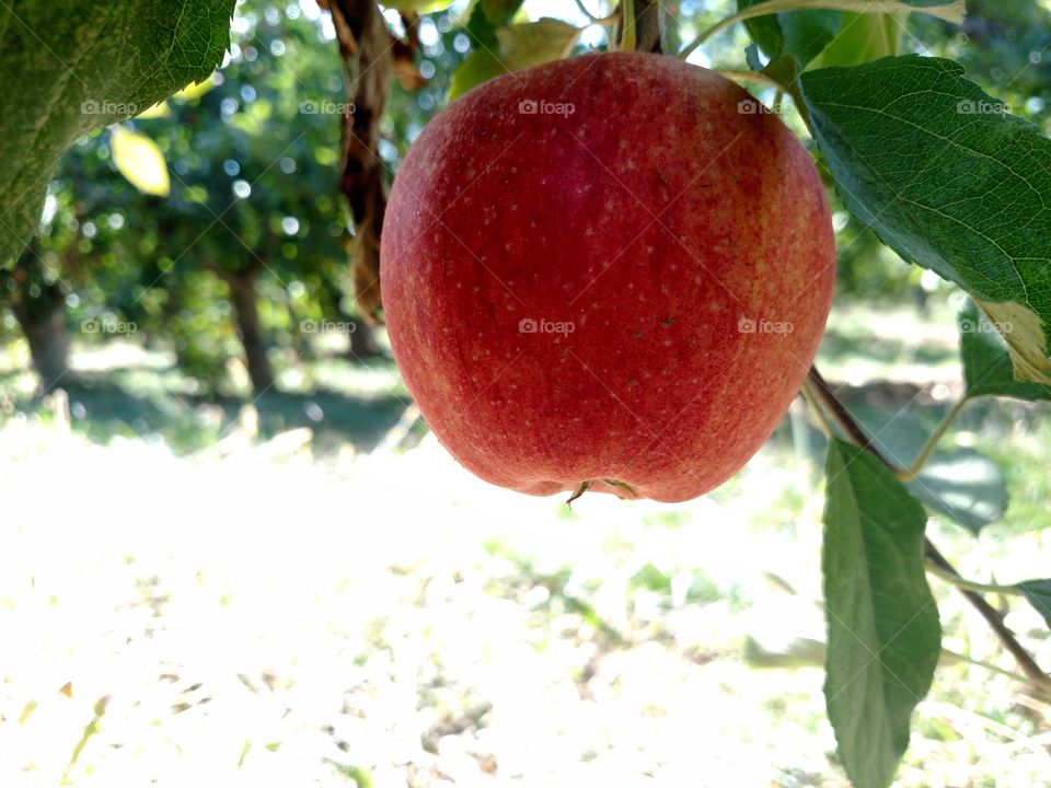 Fresh apple picking.