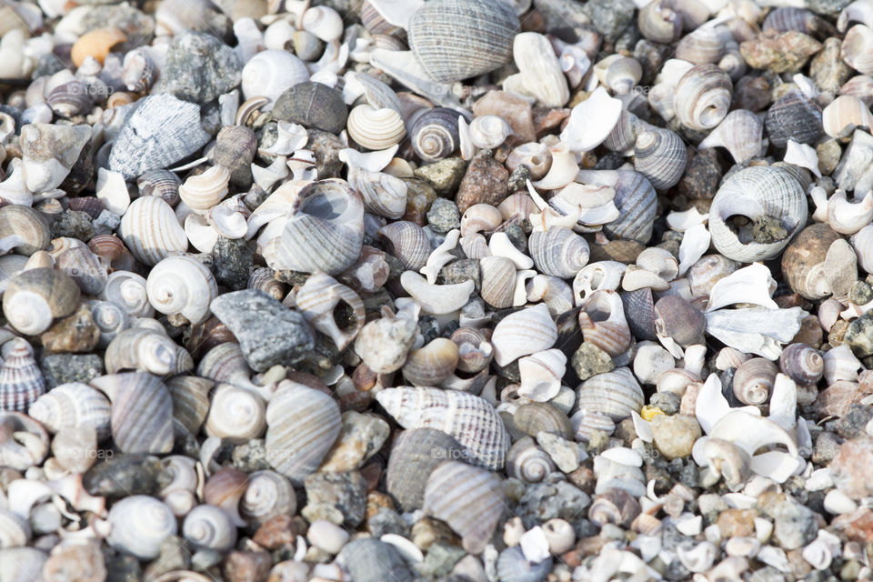 Seashells at beach