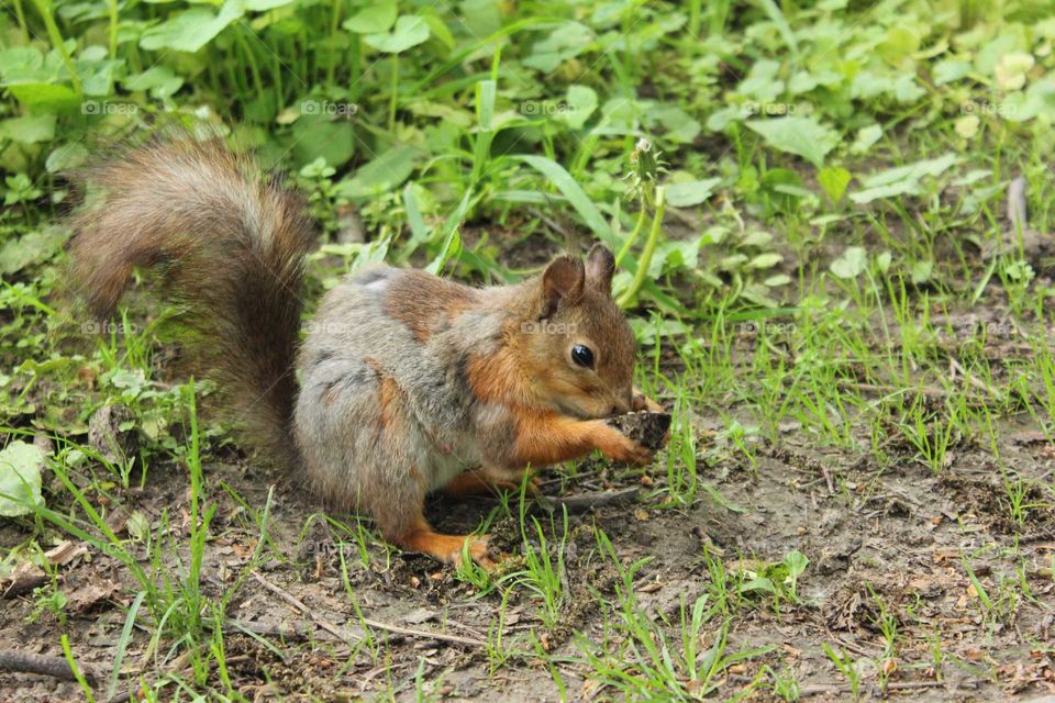 Squirrel chews walnut