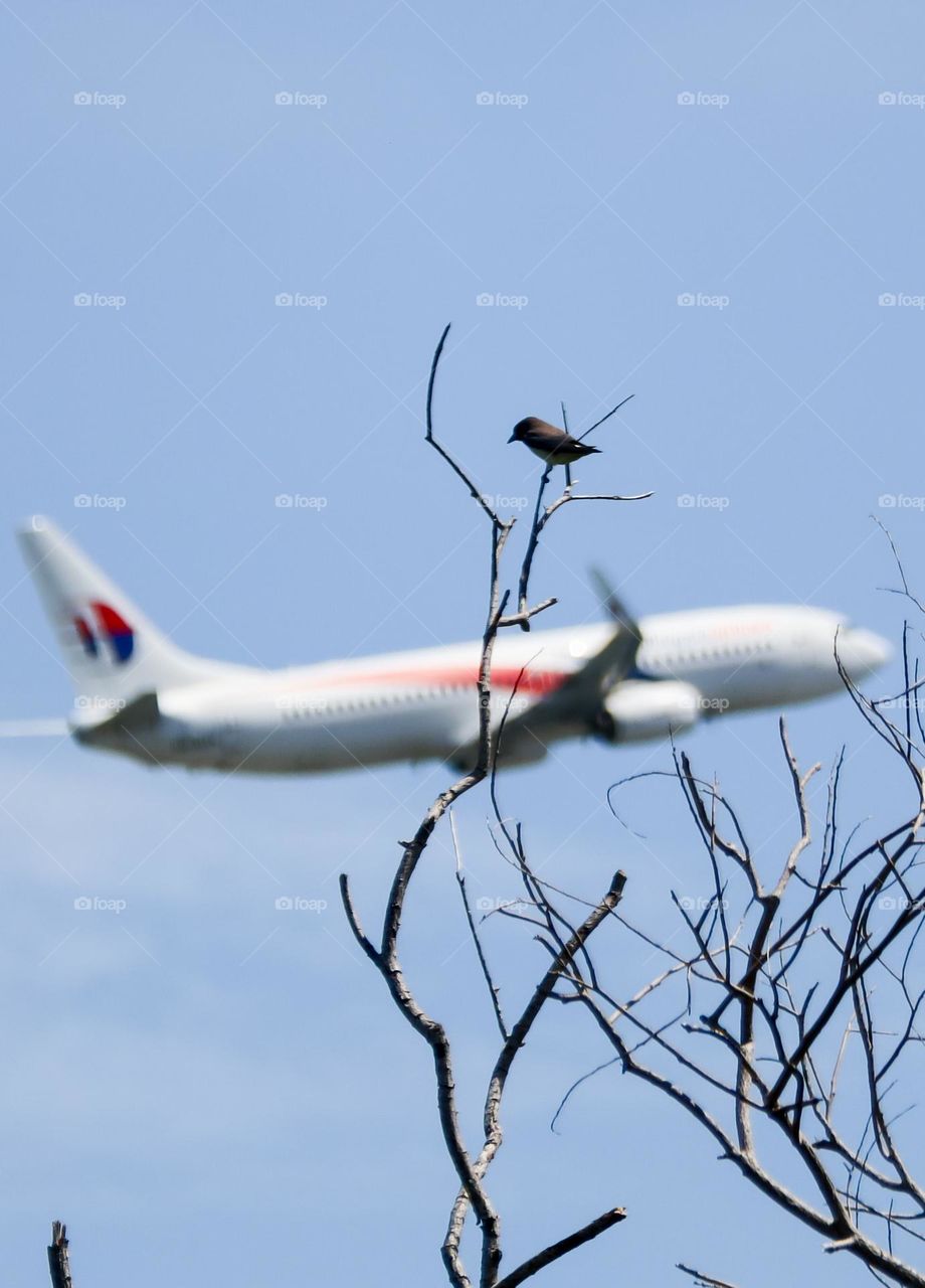 Perfect timing...as i focusing on the white- breasted woodswallow bird, at the same time the plane pass by like sneaking up into the twigs..