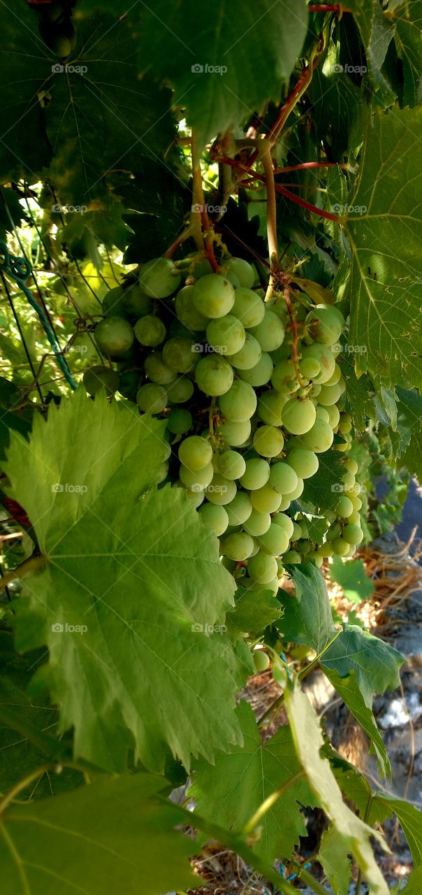 grapes