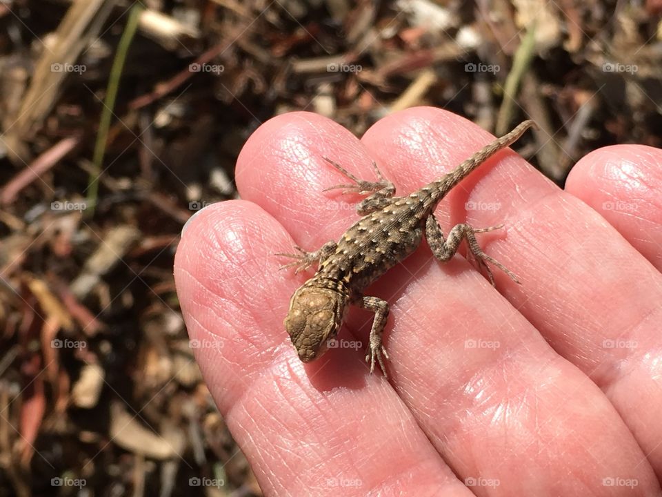 A baby lizard on human hand